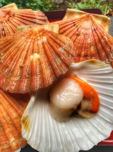 6 Coquille St Jacques sans corail - Caisse de 1 kg