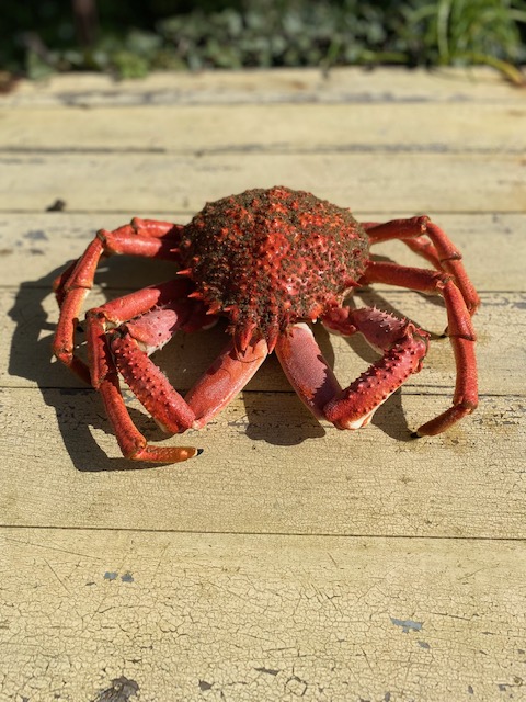 araignee de mer toulon var