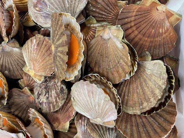 6 COQUILLES ST JACQUES  AVEC CORAIL