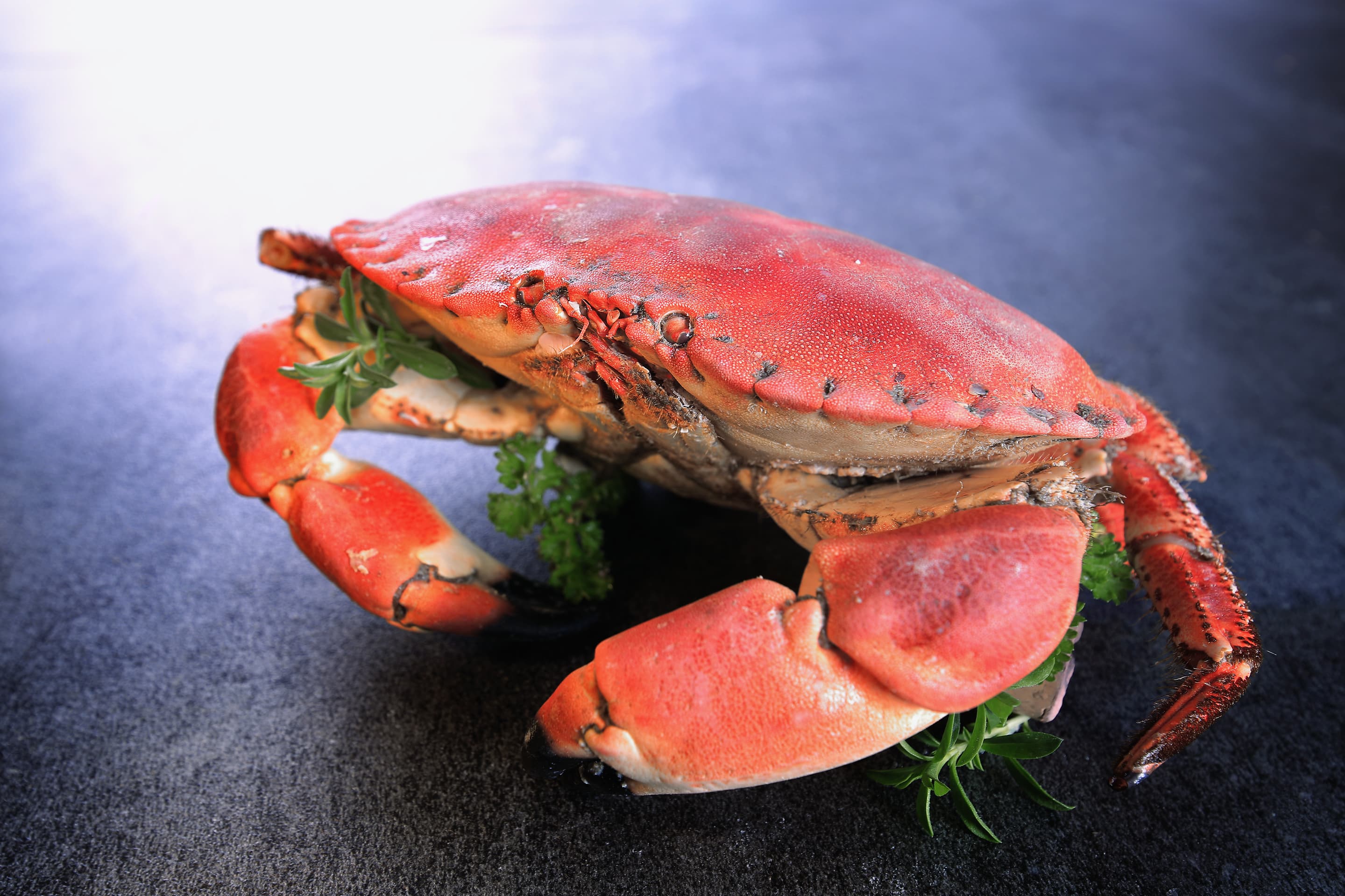 Tourteau-iroise-pêche-toulon-var