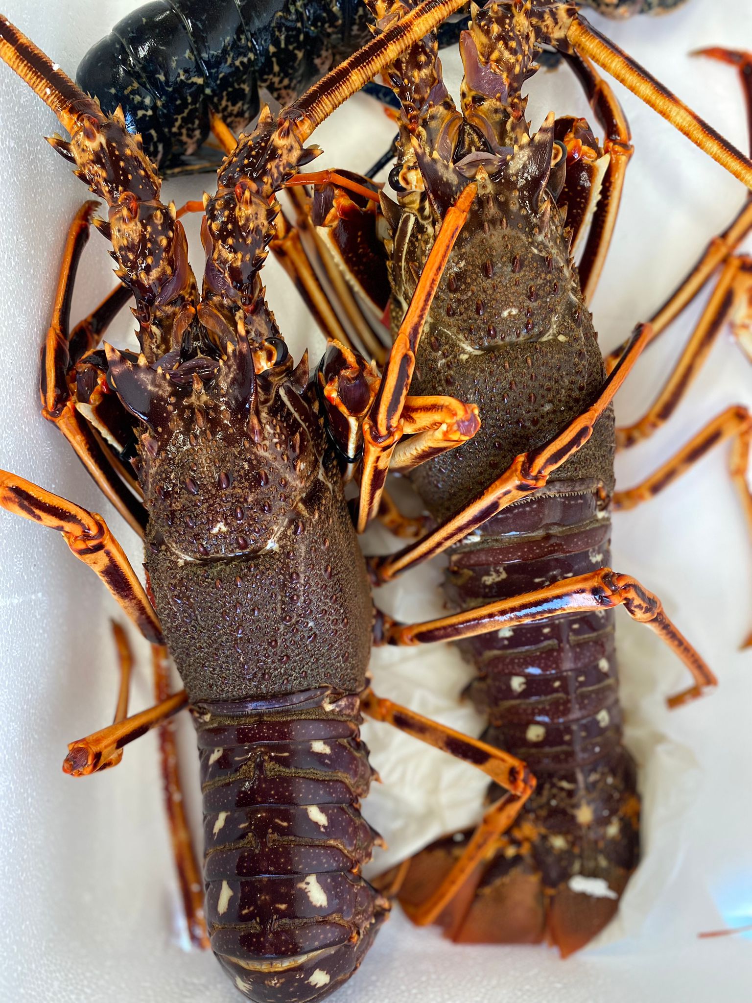 langouste-provenance-bretagne-toulon