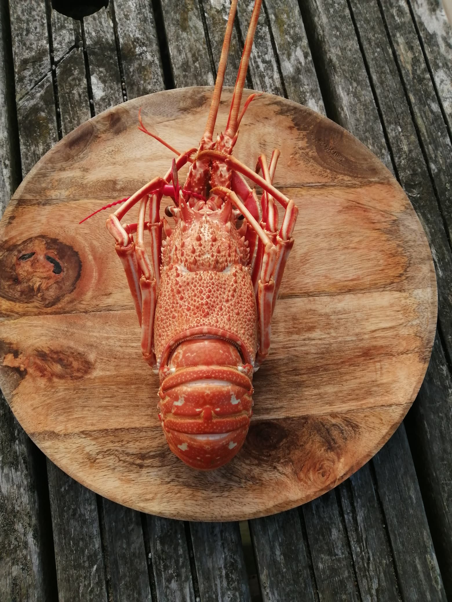 langouste-rose-bretagne-livraison-toulon