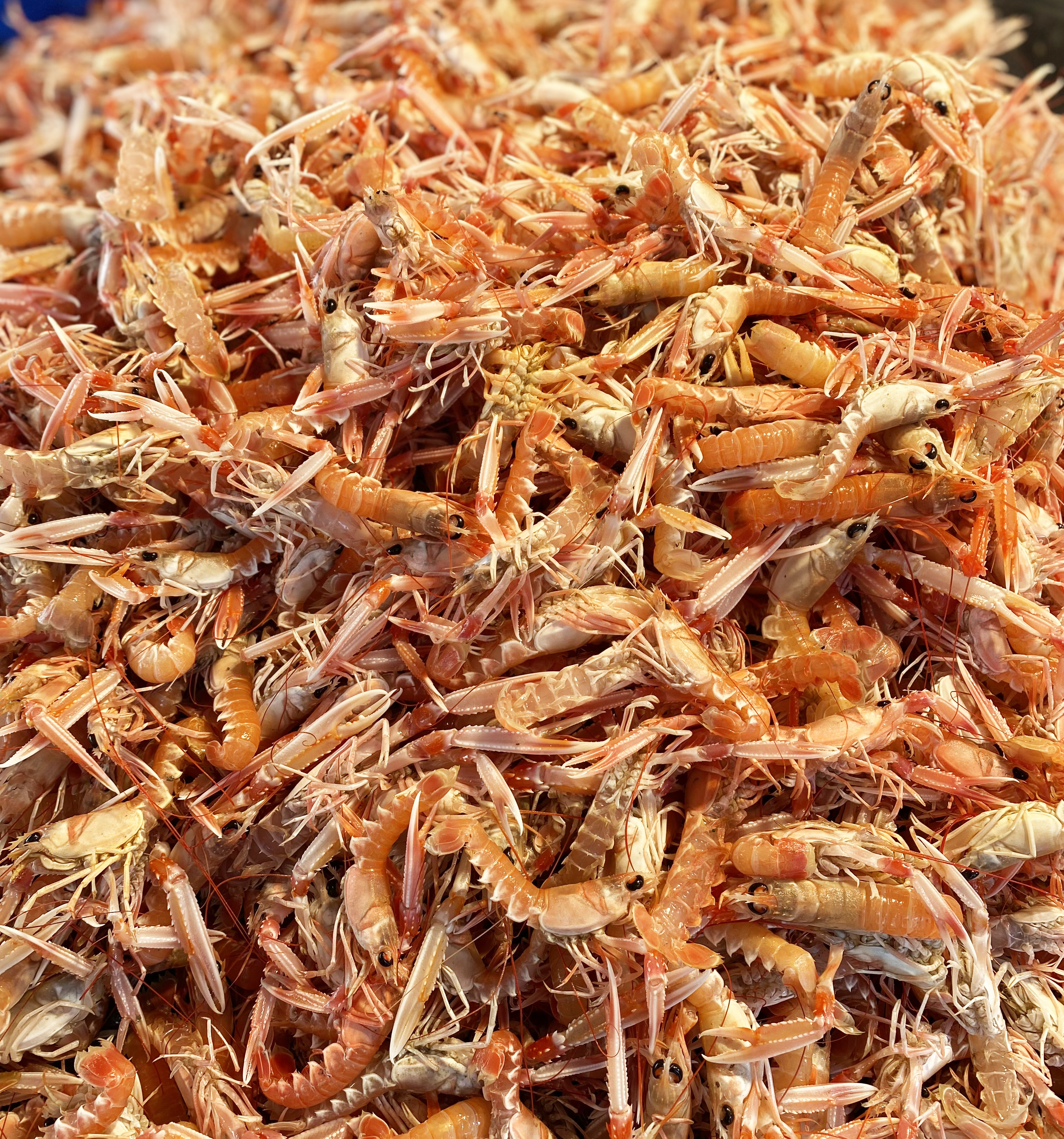 langoustine-premium